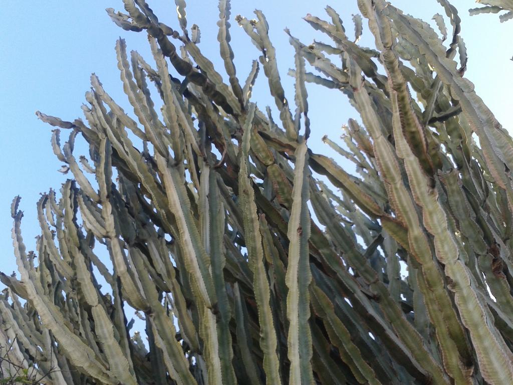 B&B Il Girasole Noto Eksteriør billede